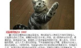 猫 电影 在线观看,在线观影之旅
